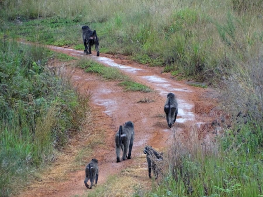 travelxl-van-limburg-zuid-afrika-welgevonden-baboons
