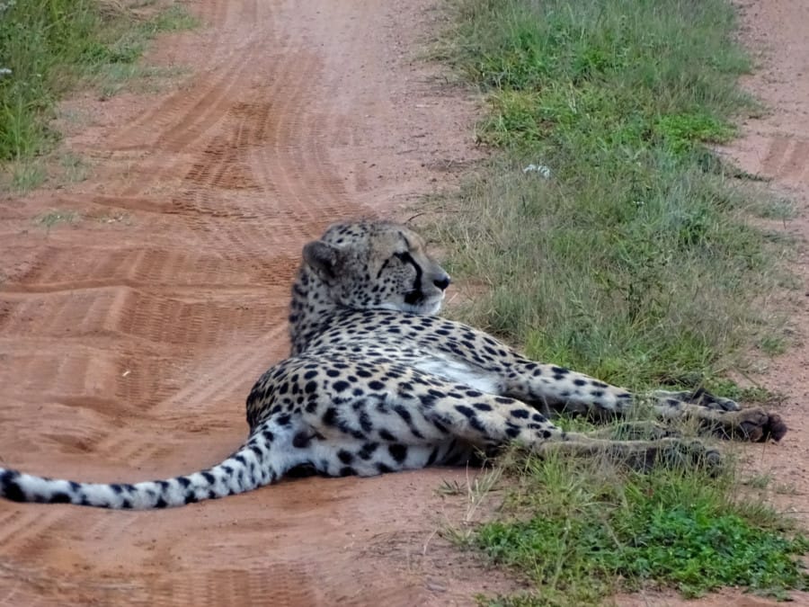 travelxl-van-limburg-zuid-afrika-welgevonden-mama-cheetah