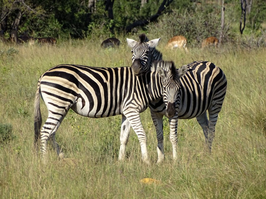 travelxl-van-limburg-zuid-afrika-zebra's